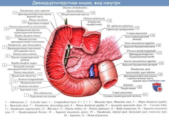 Двенадцатиперстная кишка Ицала Почти рядом имеется ещё одна железа - фото 6