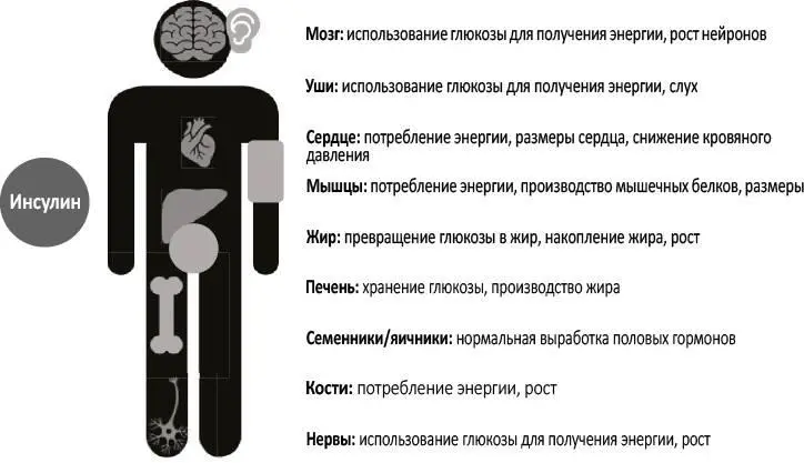 Многочисленные функции инсулина Конкретная форма влияния инсулина зависит от - фото 4