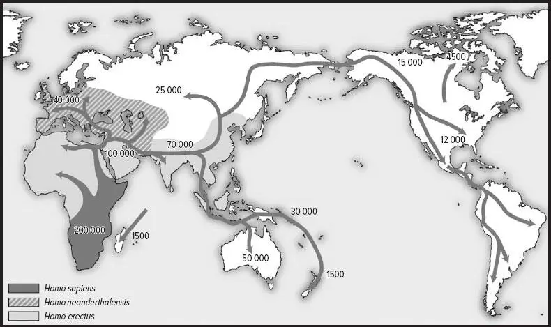 1 Маршруты расселения первых Homo sapiens из Африки по всему миру цифрами - фото 1