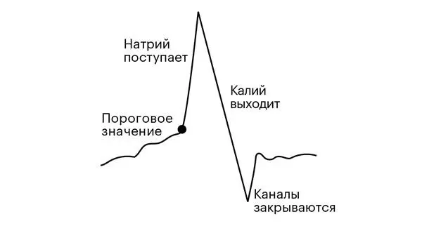 Рисунок 22Импульс Электрический потенциал толстая черная линия на мембране - фото 3