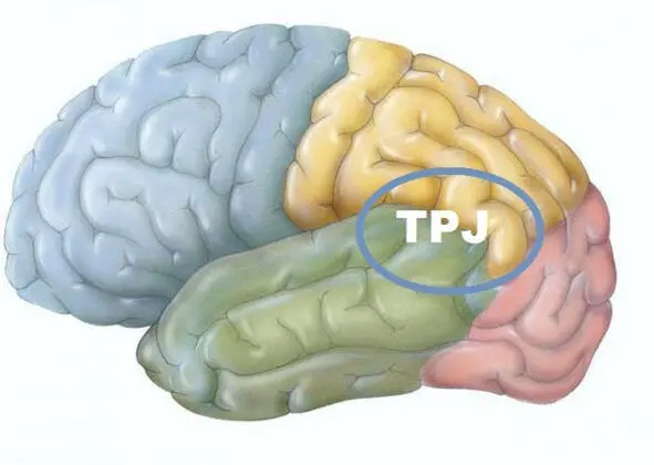 Височнотеменной узел англ temporoparietal junction TPJ Ученые воспроизвели - фото 4