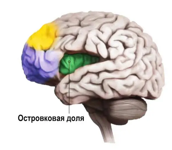 Островковая доля мозга Кора островковой доли считается ответственной за - фото 5