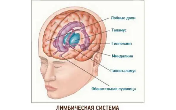 глии Именно эти части помогают человеку быть активным в обществе и налаживать - фото 1