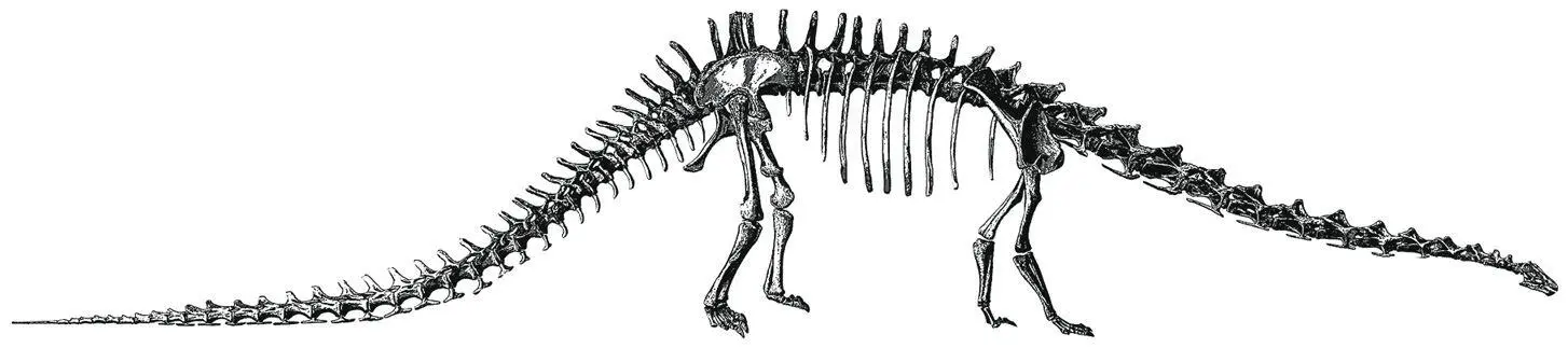 Скелет диплодока 1 Реконструкция скелета Diplodocus carnegii гравюра 1901 - фото 9