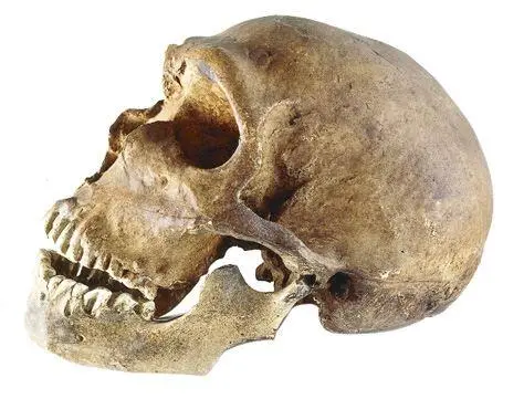 Череп неандертальца 2 Череп неандертальца из ЛаФерраси Франция Museo di - фото 10