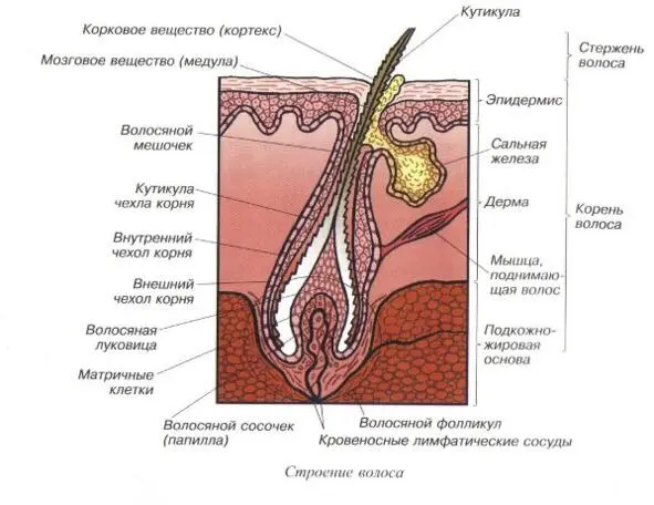 Даная информация даёт мастеру шугаринга понимание что чтобы вынуть волос с - фото 1