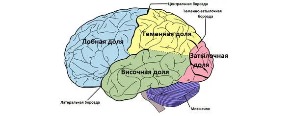 Затылочная доля занята зрительными нейронами она отвечает за распознавание - фото 44