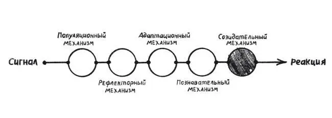 Представь как первобытный человек рисует быка на стене а другие члены племени - фото 9