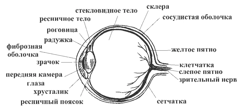 Рис 1 Строение глаза Глазное яблоко это образование округлой формы - фото 1