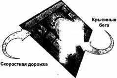 Медленно и убедительно я начал говорить все еще Указывая на кружок крысиные - фото 6