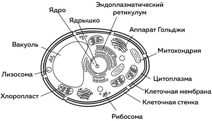 Рис Клетка человека Рибосомы в них производится белок В том числе и белок - фото 3