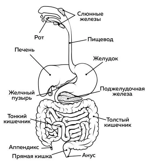 Рис Органы пищеварения Существует шесть классов питательных веществ Белки - фото 7