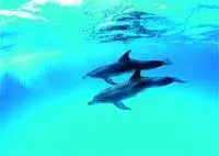 Дельфины относятся к животным способным к эхолокации При таком способе - фото 8