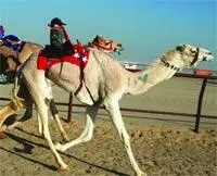 В Кувейте прошел первый крупный турнир по верблюжьим скачкам где роль жокеев - фото 16