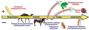 В случае культурных растений и домашних животных гибридизация между разными - фото 43