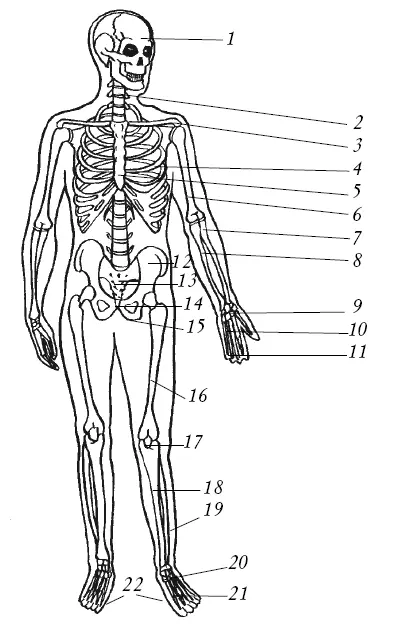Рис 4 Скелет человека вид спереди 1 череп 2 позвоночный столб 3 - фото 4