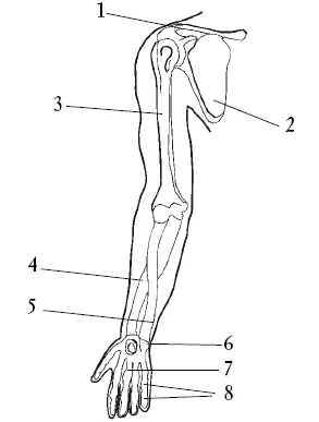 Рис 10 Скелет верхней конечности 1 ключица 2 лопатка 3 плечевая - фото 10