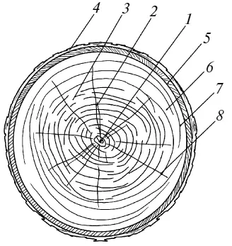 Рис 2 Торцовый разрез ствола дерева 1 сердцевина 2 сердцевинные лучи 3 - фото 6