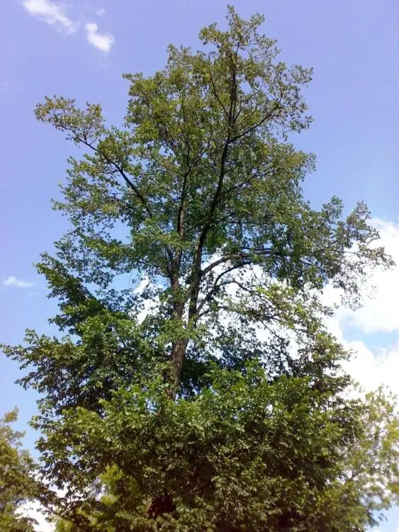 Вяз приземистый карагач или Вяз мелколистный Ulmus pumila - фото 25