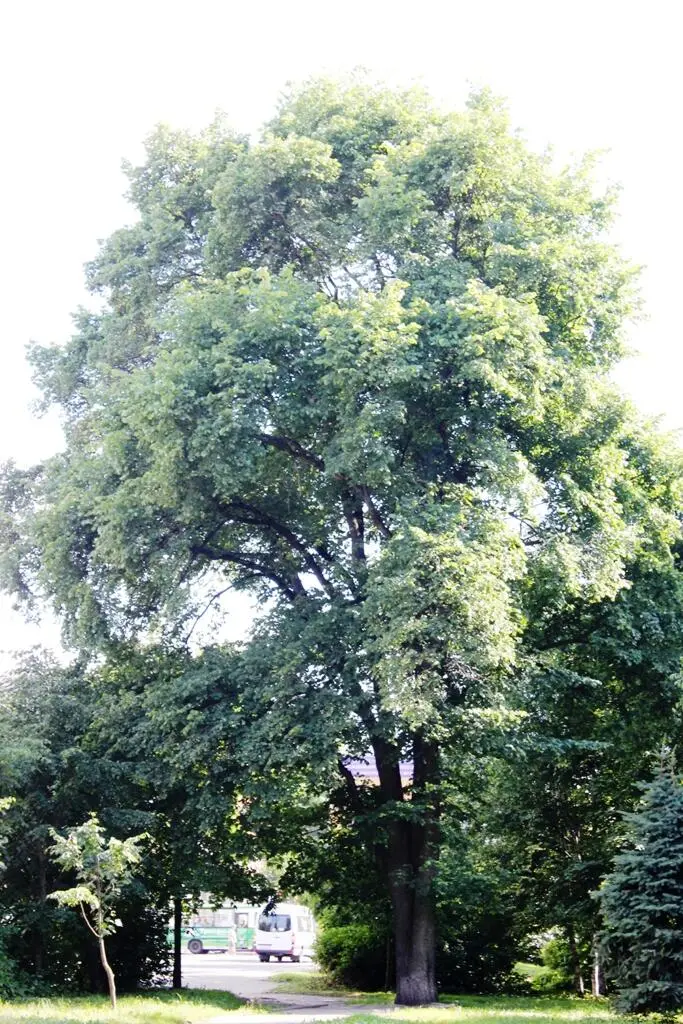 Вяз приземистый карагач или Вяз мелколистный Ulmus pumila Конец - фото 26