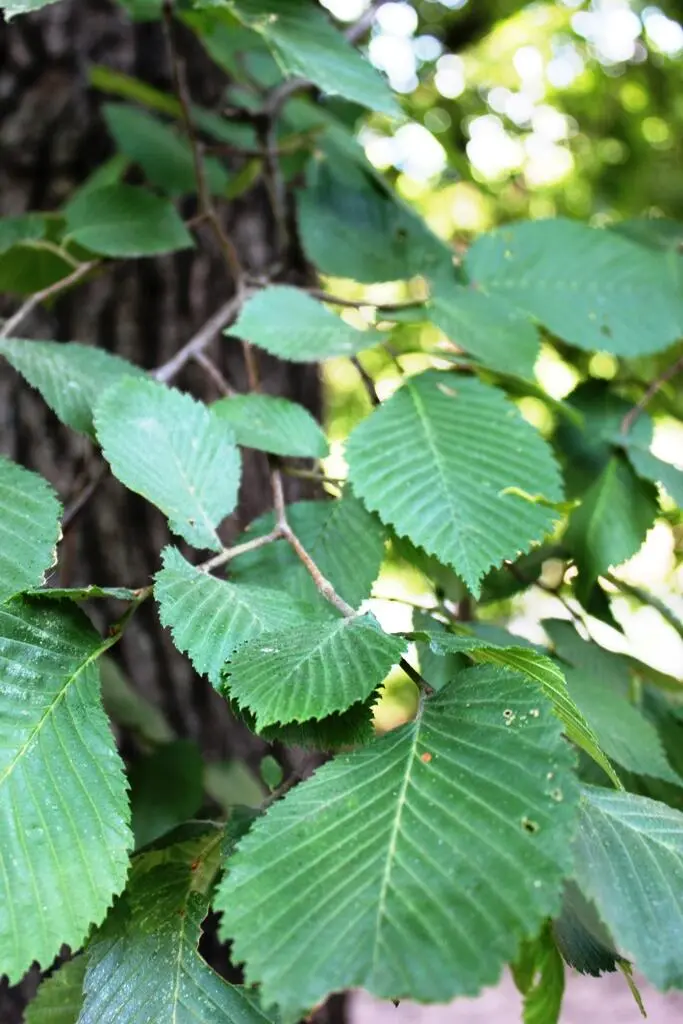 Вяз приземистый карагач или Вяз мелколистный Ulmus pumila Конец - фото 27