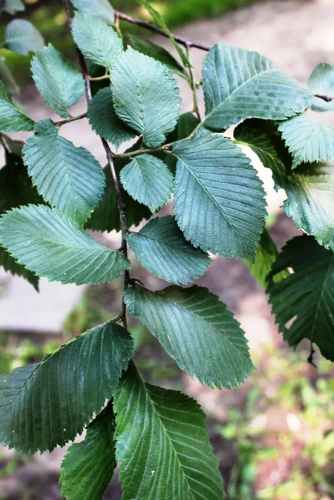 Вяз приземистый карагач или Вяз мелколистный Ulmus pumila Конец - фото 28