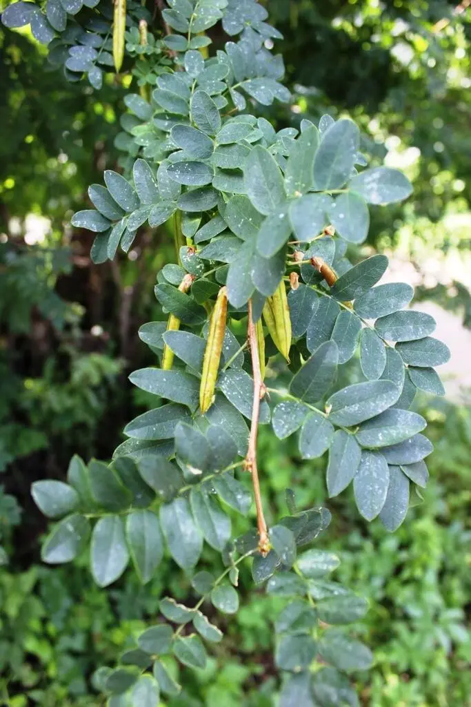 Береза боярышник Береза повислая бородавчатая Betula pendula Отдел - фото 9