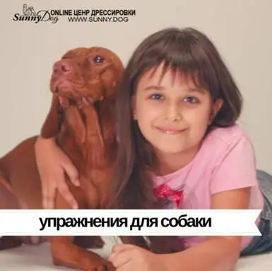 Мы начинаем с первого этапа Мы учим собаку когда опускается рукой с едой не - фото 14