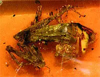 Несколько лет назад шахтер из мексиканского штата Чьяпас нашел кусок янтаря с - фото 9