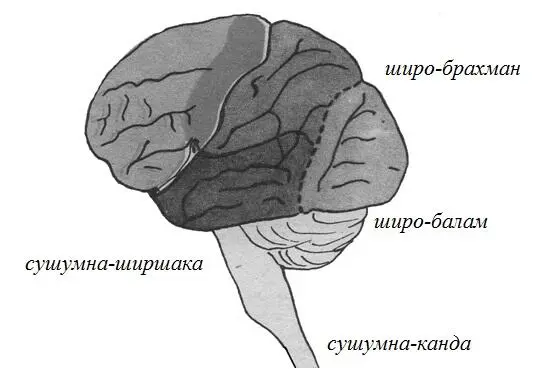 Рисунок 2 Строение мозга Традиционно в йоге выделяют органы действия и органы - фото 2