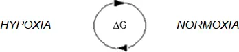 Unlike the operational adaptation to hypoxia that is constantly going on in the - фото 1