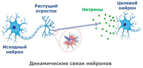 В биологических системах физиология знаний это изменения состояний нейронов - фото 13