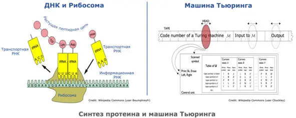 Биологические машины представляют собой симбиоз энергоинформационных - фото 7