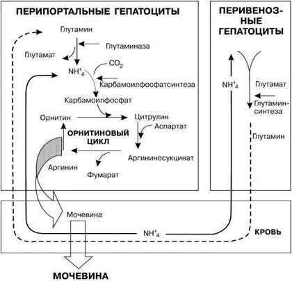 Рис 4 Обмен веществ в клетках печени При развитии патологических ситуаций - фото 44