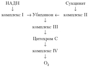 Рис 3 Упрощенная схема работы дыхательной цепи Принято считать что - фото 16