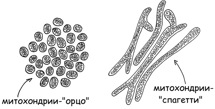 Рис 8 Митохондрии в форме орзо и спагетти Инмакулада МартинезРейз и Навдип - фото 9