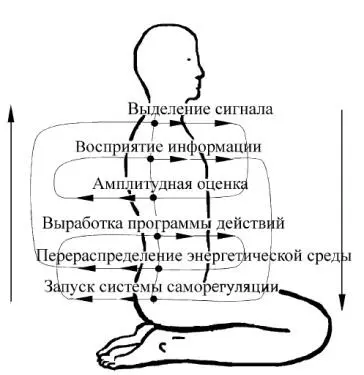 Рисунок 9 Поэтому силой Вишуддхи определяются чувствительность и возможность - фото 21