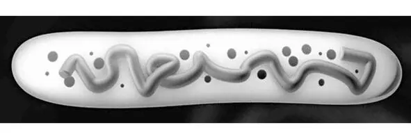 Рисунок 31 Бактерия Lactobacillus acidophilus ацидофильная лактобактерия ТР - фото 40