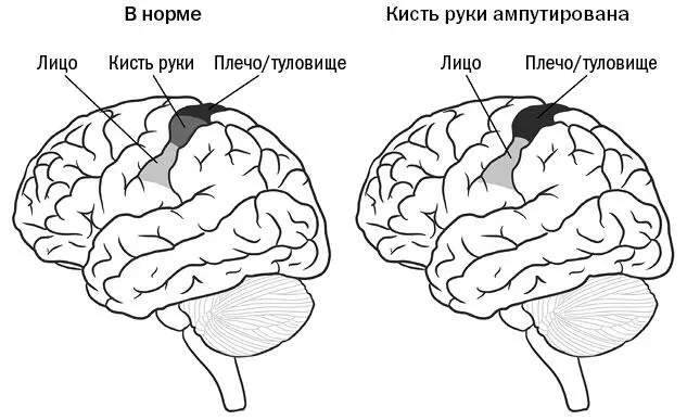 Рис 33 Мозг редактирует отображаемый им план тела Когда человеку ампутируют - фото 6
