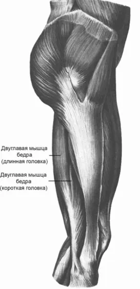 Рис 1 Мышцы таза и бедра правого сбоку Рис 2 Мышцы таза и бедра - фото 1