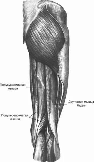 Рис 3 Мышцы таза и бедра правого сзади Травма задней поверхности бедра и - фото 3