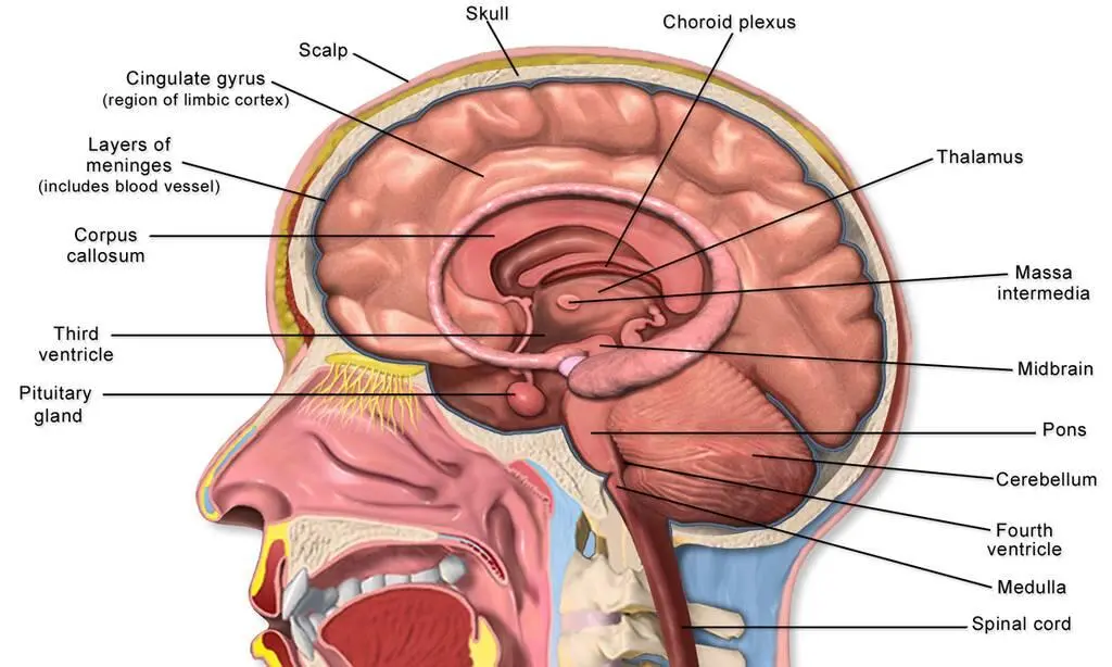 Fig 1 The most rough division is the hindbrain midbrain and forebrain In - фото 1