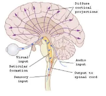 Fig 2 The reticular formation is an elongate structure or a chain of nuclei - фото 2