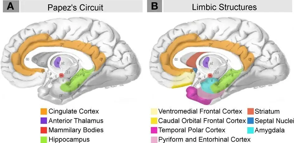 Fig 6 Schematic briefly summarizing neural systems proposed to process - фото 6