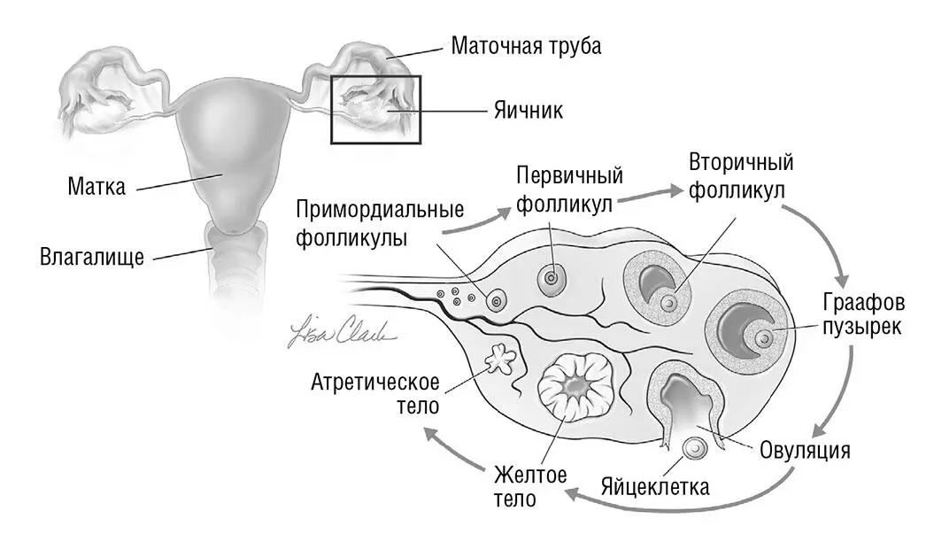 Схема 3 Жизненный цикл фолликула Количество вырабатываемого эстрадиола крайне - фото 6