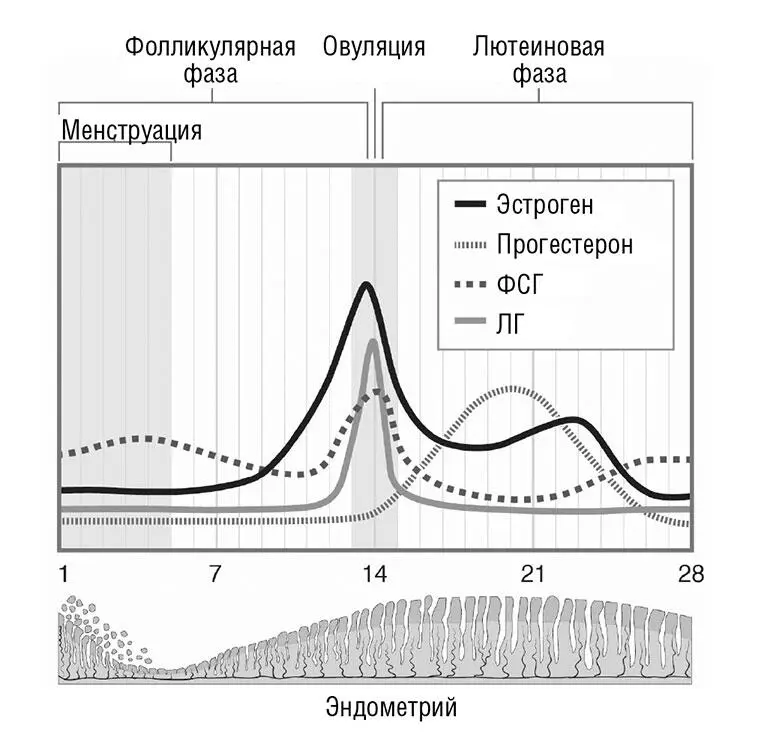 Схема 4 Уровень гормонов и менструальный цикл Представьте себе клетки из - фото 7