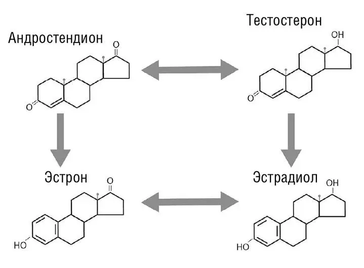 Схема 6 Производство эстрадиола эстрона и тестостерона Эстроген и - фото 9
