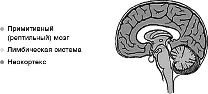 Сейчас модель Маклина признается слишком упрощенной но тем не менее она - фото 3