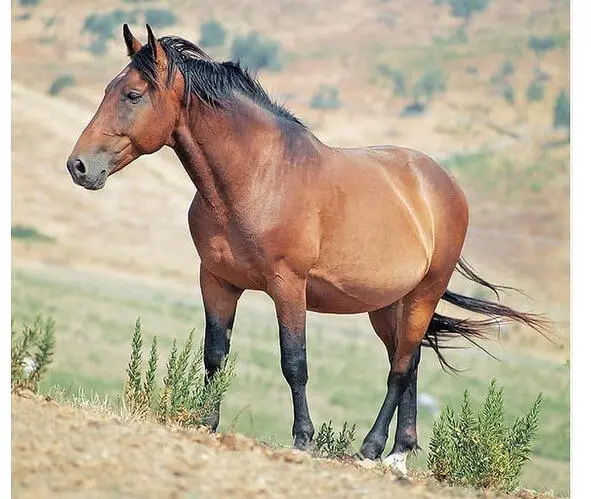 Лошадь породы мареманно 130 Мареманно Maremmano horse рабочая порода - фото 17