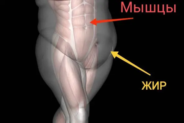 Чем больше мышц тем больше жира вы можете сжечь Но что происходит по факту - фото 14